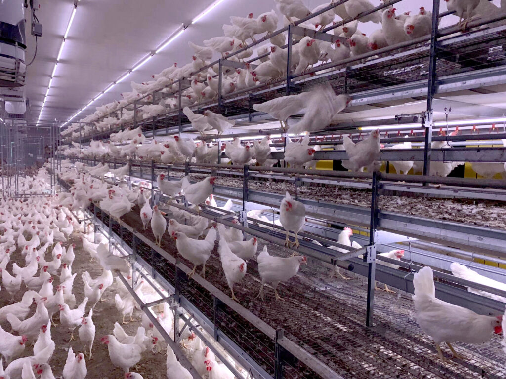 Stalverlichting. Agrarische verlichting.